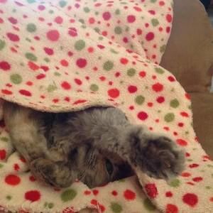 Meet your Posher, Faye